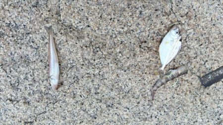 室津のキス釣り