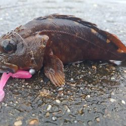 ロックフィッシュ釣行