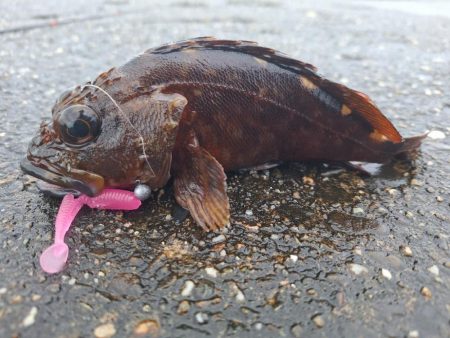ロックフィッシュ釣行