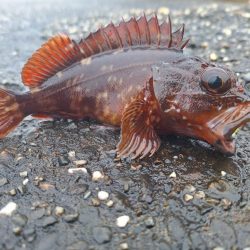 ロックフィッシュ釣行