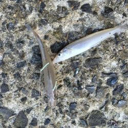 苅屋海岸のキス釣り