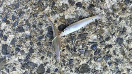 苅屋海岸のキス釣り