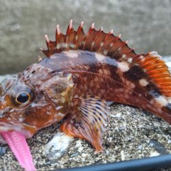ロックフィッシュ釣行