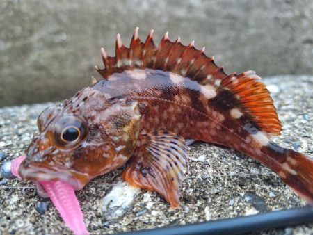 ロックフィッシュ釣行