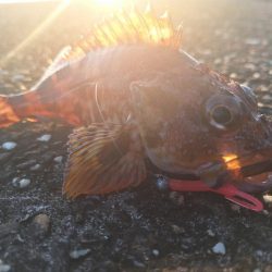 ロックフィッシュ釣行