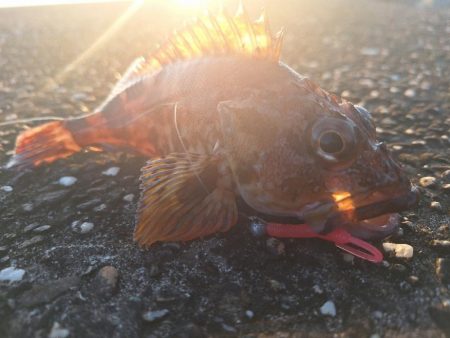 ロックフィッシュ釣行