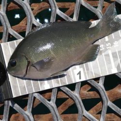 小グレちゃんと良型アイゴ、ヒラスズキ他