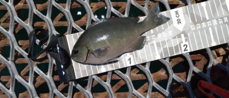 小グレちゃんと良型アイゴ、ヒラスズキ他