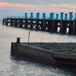 もたつき1尾止まり…