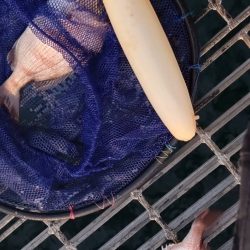 クサフグの猛攻に…大大苦戦