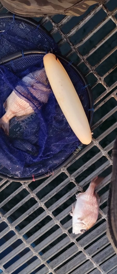 クサフグの猛攻に…大大苦戦