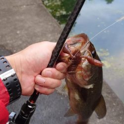 スリーパークロー！