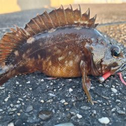 ロックフィッシュ釣行