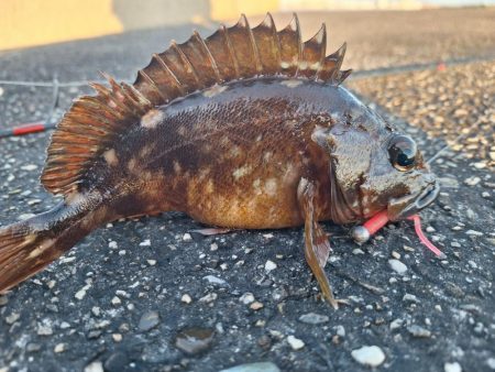 ロックフィッシュ釣行