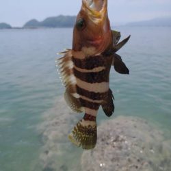 魚種は豊富だー