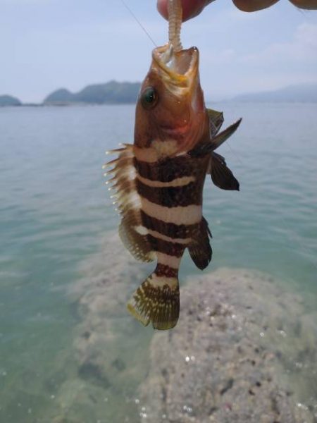 魚種は豊富だー