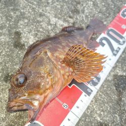 ロックフィッシュ釣行