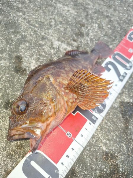 ロックフィッシュ釣行