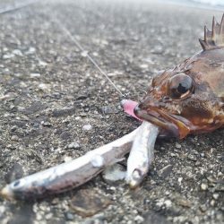 ロックフィッシュ釣行