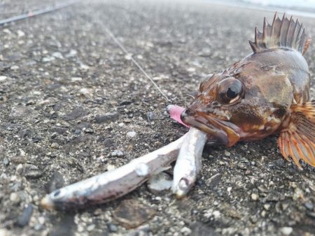 ロックフィッシュ釣行