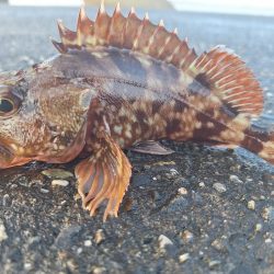 ロックフィッシュ釣行