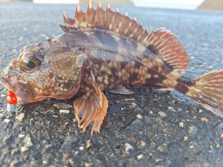 ロックフィッシュ釣行