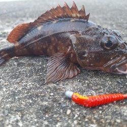 ロックフィッシュ釣行