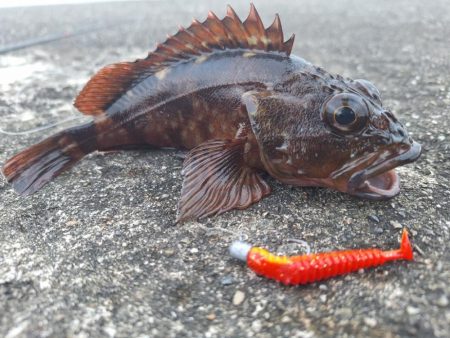 ロックフィッシュ釣行