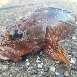 ロックフィッシュ釣行