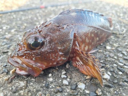 ロックフィッシュ釣行