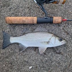シーバス釣行