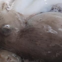 タコ釣り反省会