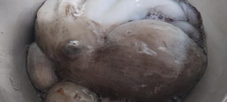 タコ釣り反省会