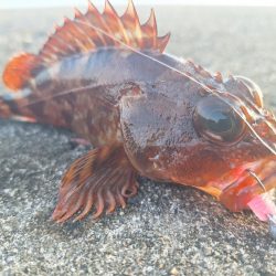 ロックフィッシュ釣行