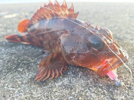 ロックフィッシュ釣行