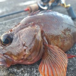 ロックフィッシュ釣行