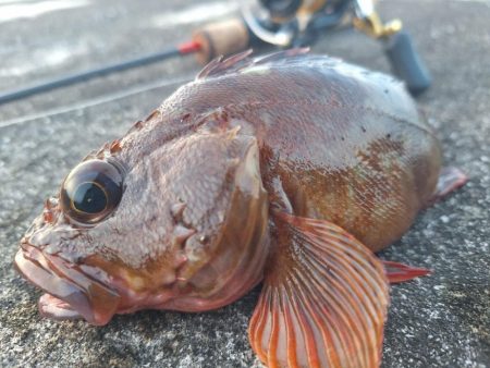 ロックフィッシュ釣行