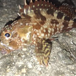 ロックフィッシュ釣行