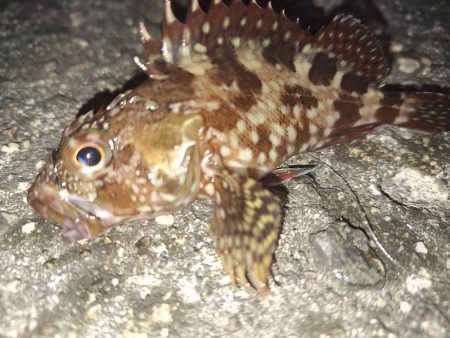 ロックフィッシュ釣行