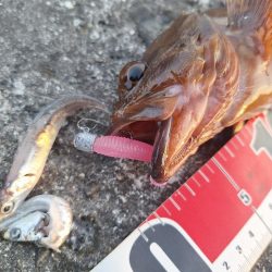 ロックフィッシュとアジ