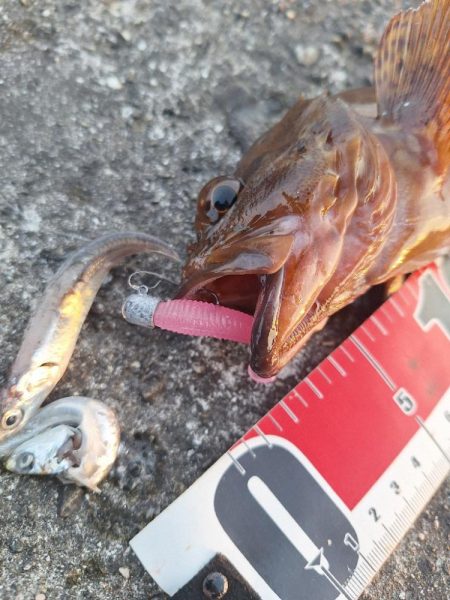 ロックフィッシュとアジ