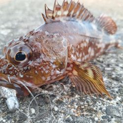 ロックフィッシュ釣行