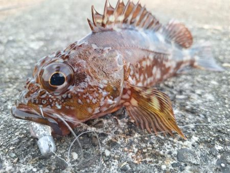 ロックフィッシュ釣行