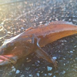 ロックフィッシュ釣行