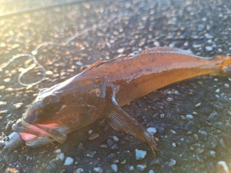 ロックフィッシュ釣行