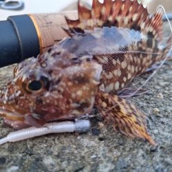 ロックフィッシュ釣行