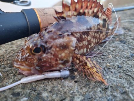 ロックフィッシュ釣行