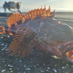 ロックフィッシュ釣行