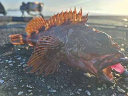 ロックフィッシュ釣行