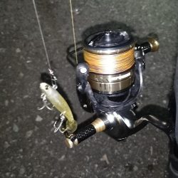 ベイトはイナっ子